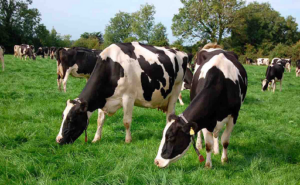 VACA