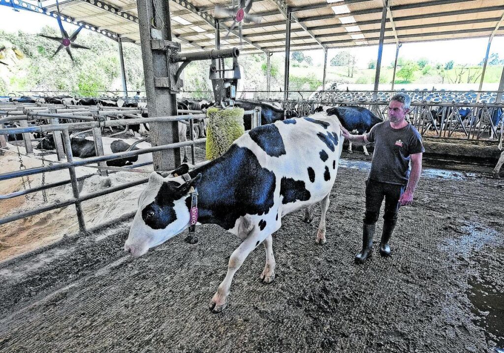 Las vacas bajarán un poco la producción de leche porque el lunes se estresaron
