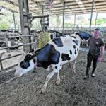 Las vacas bajarán un poco la producción de leche porque el lunes se estresaron