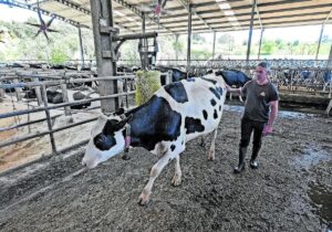 Las vacas bajarán un poco la producción de leche porque el lunes se estresaron