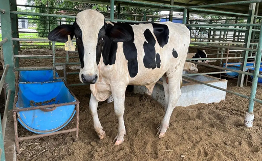 LECHE