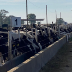 Primer feedlot cooperativo para terneros holando de tambos 1