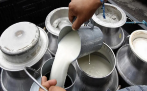 LECHE PRODUCTORES