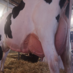 LECHE