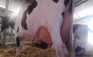 LECHE