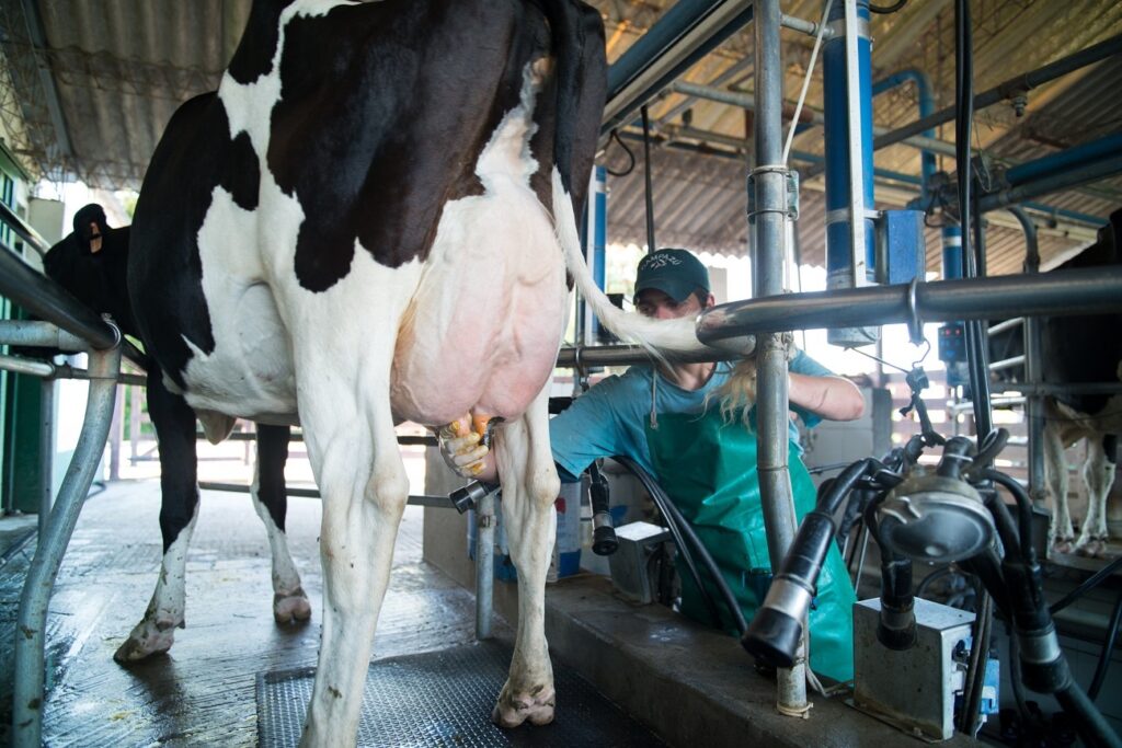 Remisión de leche creció 3