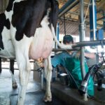 Remisión de leche creció 3