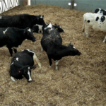 RUMEN
