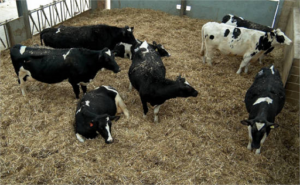RUMEN