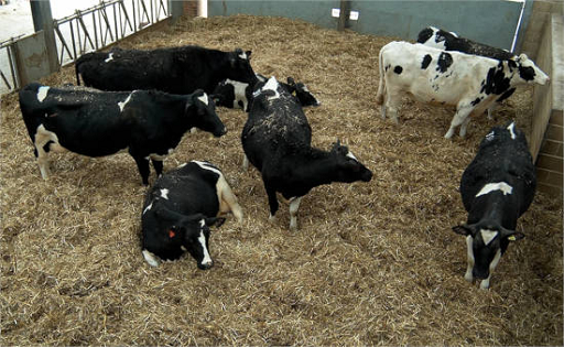 RUMEN