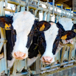 Agaprol urge a renegociar contratos de leche