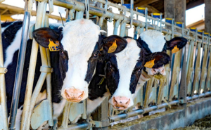 Agaprol urge a renegociar contratos de leche