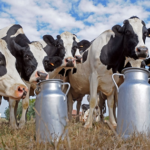 Argentina produjo 12,4% más de leche