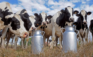 Argentina produjo 12,4% más de leche