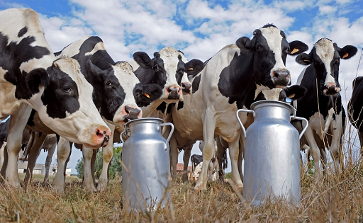 Argentina produjo 12,4% más de leche