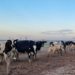 Brechas en rentabilidad lechera tambos grandes ganan, pequeños pierden