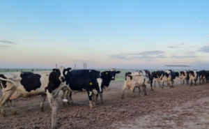 Brechas en rentabilidad lechera tambos grandes ganan, pequeños pierden
