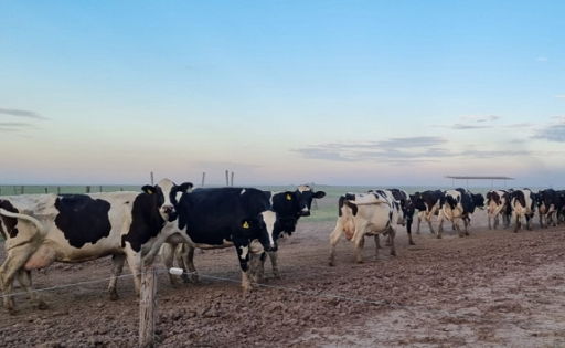Brechas en rentabilidad lechera tambos grandes ganan, pequeños pierden