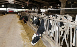 Cantabria LECHE