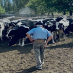 Corazón rural 50 años entre vacas y caballos