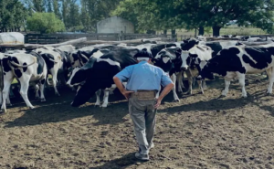 Corazón rural 50 años entre vacas y caballos