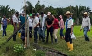En Arauca aumentaron hatos y producciones de leche