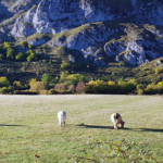 Impacto ambiental de carne y lácteos es la mitad de lo estimado