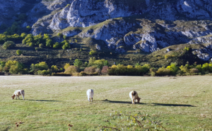 Impacto ambiental de carne y lácteos es la mitad de lo estimado