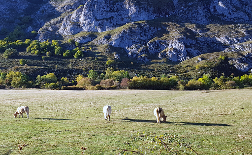 Impacto ambiental de carne y lácteos es la mitad de lo estimado