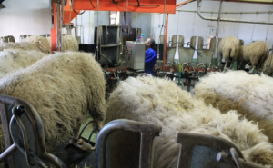 La leche de oveja sufre una caída de más del 21% en su precio en abril de 2025
