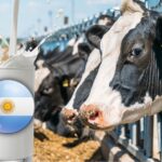 La lechería argentina se rearma récord productivo y nuevo crédito