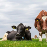 La producción de leche de vaca en abril sube 150.000 T en la UE
