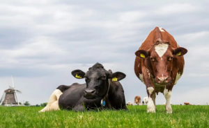 La producción de leche de vaca en abril sube 150.000 T en la UE