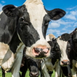 La producción mundial de leche crece y proyecta mayor oferta