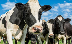 La producción mundial de leche crece y proyecta mayor oferta