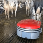La vaca del futuro ya no pisa bosta