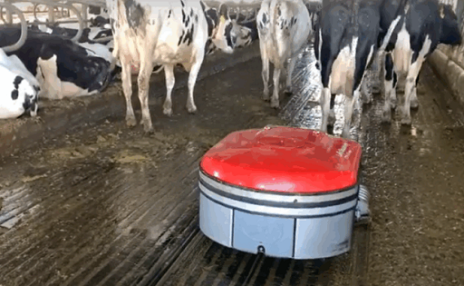La vaca del futuro ya no pisa bosta
