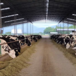 Las principales las tecnologías que cambian de una manera contundente el negocio de la leche