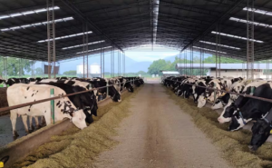 Las principales las tecnologías que cambian de una manera contundente el negocio de la leche