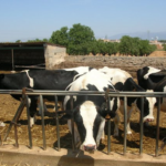 Madrid convoca ayudas para el bienestar animal en ganadería intensiva de vacuno de leche