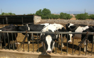 Madrid convoca ayudas para el bienestar animal en ganadería intensiva de vacuno de leche