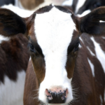 FINANCIAMIENTO LECHE