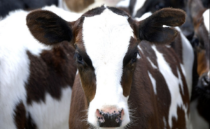 FINANCIAMIENTO LECHE