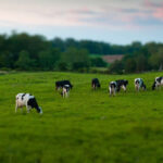 Precio de la leche disminuyó un 1,1% a marzo de 2025