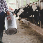Productor de leche denuncia importación de mozzarella con grasa animal