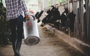 Productor de leche denuncia importación de mozzarella con grasa animal