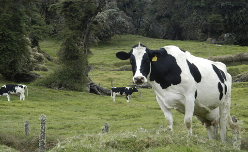 productores