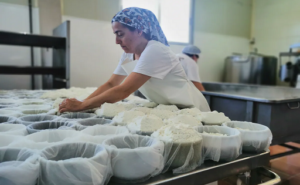 Quesos rescatados sabores españoles que renacen