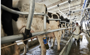 REMISIÓN LECHE