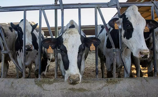 agricultor